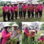 Dukung Program Ketahanan Pangan, Kapolres Pesawaran dan Ketua Bhayangkari Panen Cabai di Mapolres