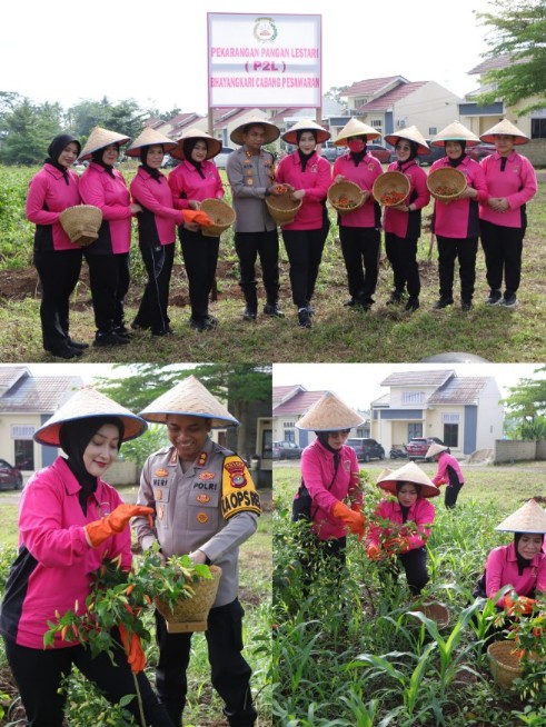 Dukung Program Ketahanan Pangan, Kapolres Pesawaran dan Ketua Bhayangkari Panen Cabai di Mapolres